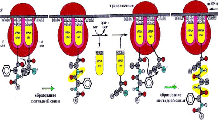 Аминоацил-tRNA -cинтетаза и расшифровка кода - student2.ru