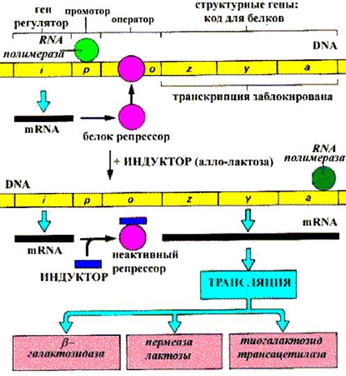 Аминоацил-tRNA -cинтетаза и расшифровка кода - student2.ru