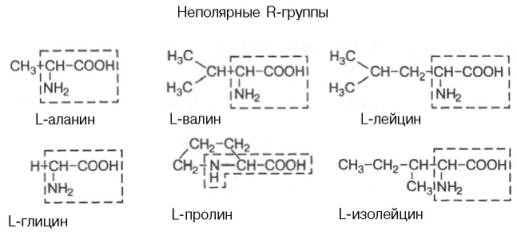 АМИНОКИСЛОТНЫЙ СОСТАВ БЕЛКОВ. Несмотря на то что первая аминокислота – глицин – была выделена А - student2.ru