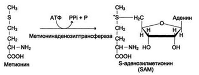 Аминокислоты как источники метильных групп. Синтез S-аденозилметионина. Его роль в синтезе креатина, адреналина, фосфатадилхолина, метилирование ДНК. - student2.ru