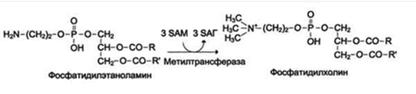 Аминокислоты как источники метильных групп. Синтез S-аденозилметионина. Его роль в синтезе креатина, адреналина, фосфатадилхолина, метилирование ДНК. - student2.ru