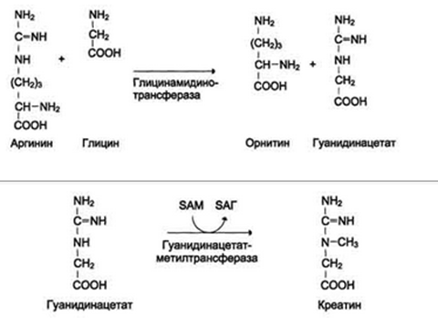 Аминокислоты как источники метильных групп. Синтез S-аденозилметионина. Его роль в синтезе креатина, адреналина, фосфатадилхолина, метилирование ДНК. - student2.ru