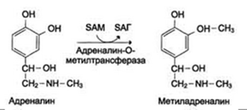 Аминокислоты как источники метильных групп. Синтез S-аденозилметионина. Его роль в синтезе креатина, адреналина, фосфатадилхолина, метилирование ДНК. - student2.ru