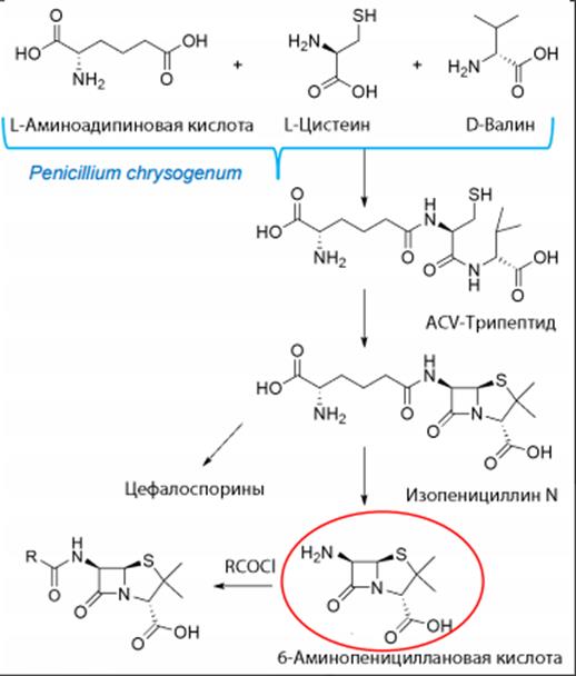 Аминопенициллановая кислота - student2.ru