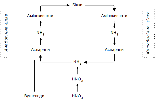 Амонійний азот поступає до коренів рослини у відновленій формі і тому зразу ж бере участь в утворенніамінокислотта білків. - student2.ru