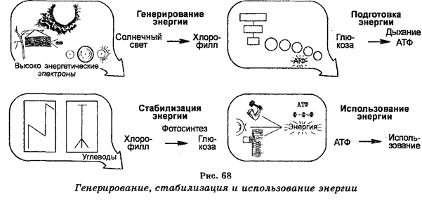 анаболизм и катаболизм - student2.ru