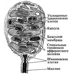 анализ частоты и силы звуков - student2.ru