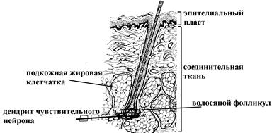 анализ частоты и силы звуков - student2.ru