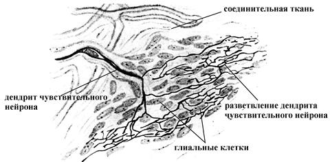 анализ частоты и силы звуков - student2.ru