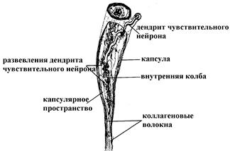 анализ частоты и силы звуков - student2.ru