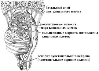 анализ частоты и силы звуков - student2.ru