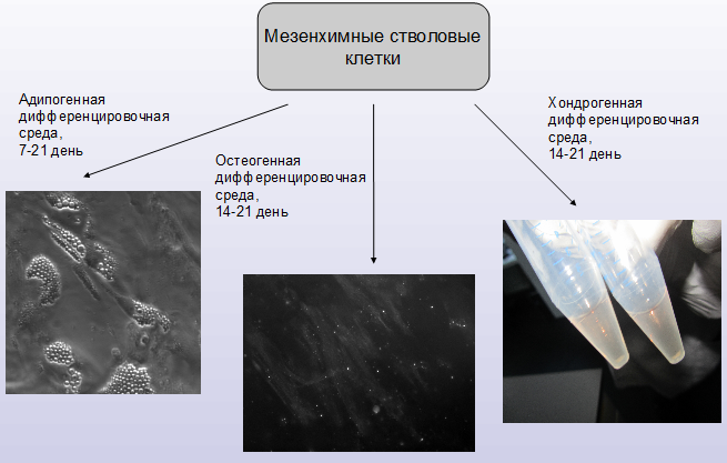 Анализ дифференцировки мезенхимных стволовых клеток in vitro - student2.ru