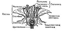 анатомическое строение листа - student2.ru