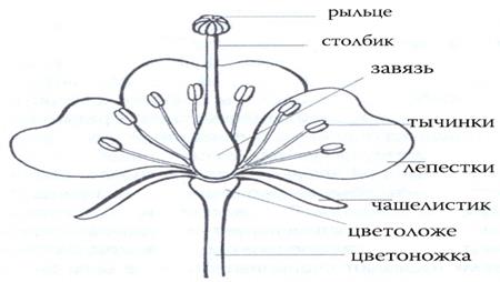 анатомическое строение листа - student2.ru