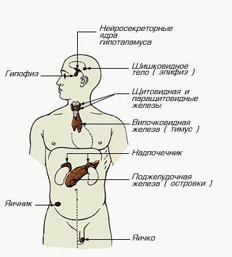 анатомия и физиология человека - student2.ru