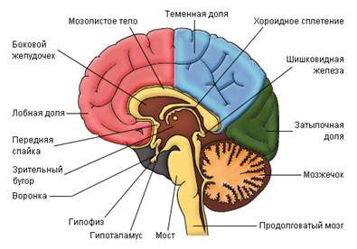 анатомия и физиология человека - student2.ru