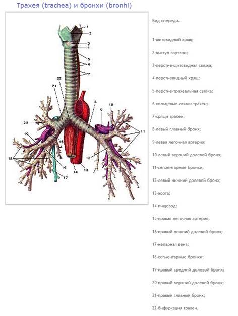 анатомия и физиология органов дыхания. - student2.ru
