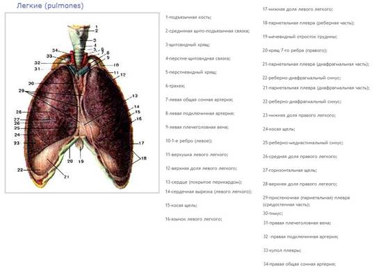 анатомия и физиология органов дыхания. - student2.ru