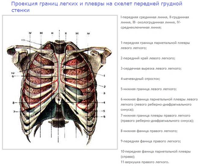 анатомия и физиология органов дыхания. - student2.ru