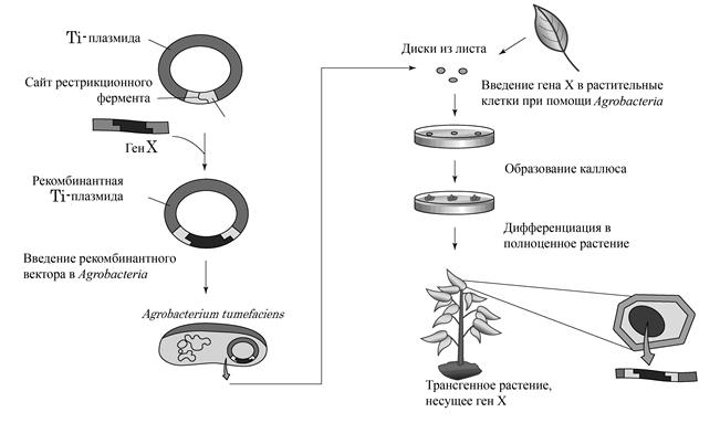 анатомия и физиология растений - student2.ru