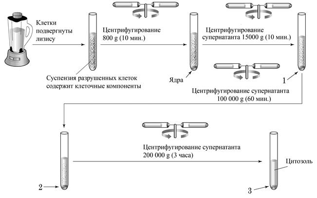 анатомия и физиология растений - student2.ru