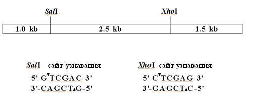 анатомия и физиология растений - student2.ru