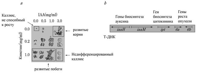 анатомия и физиология растений - student2.ru