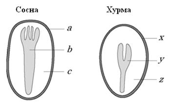 анатомия и физиология растений - student2.ru