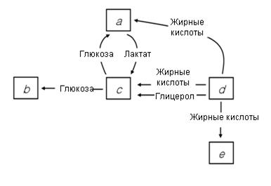 анатомия и физиология растений - student2.ru