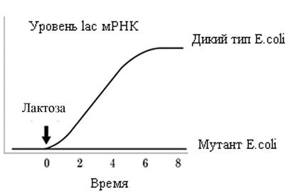 анатомия и физиология растений - student2.ru