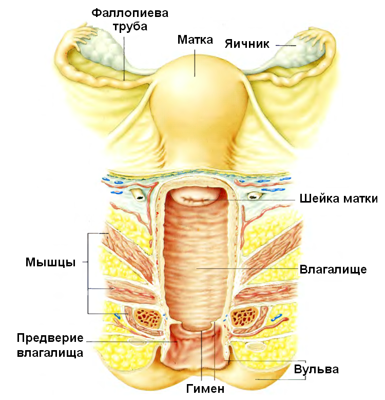 Анатомия и физиология репродуктивной системы - student2.ru