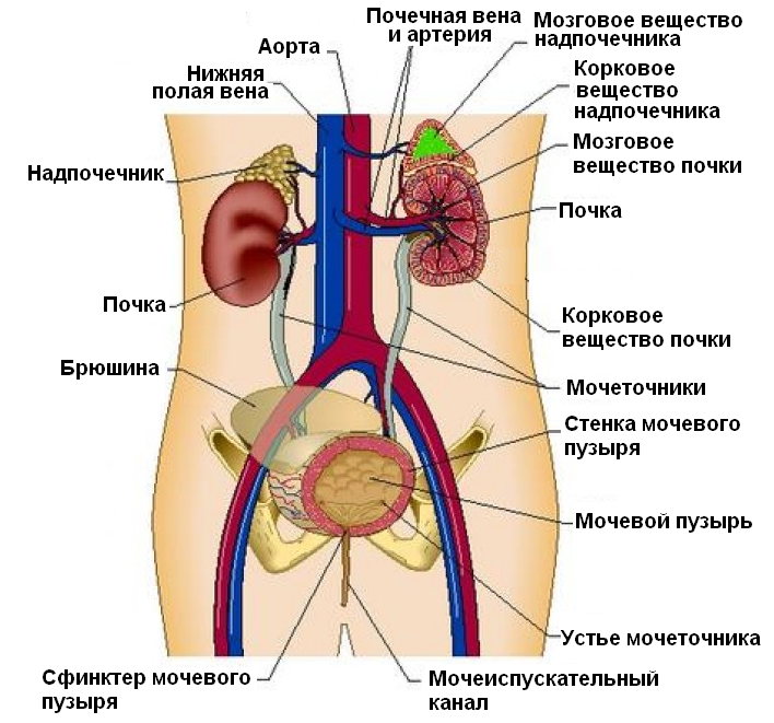 Анатомия и физиология выделительной системы - student2.ru