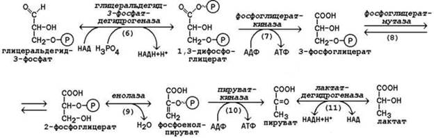 Анаэробное окисление глюкозы. - student2.ru