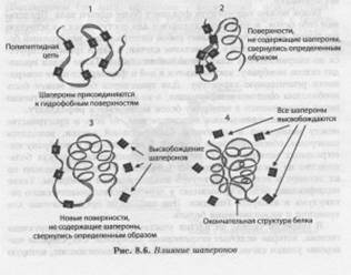 антигены тканевой совместимости - student2.ru