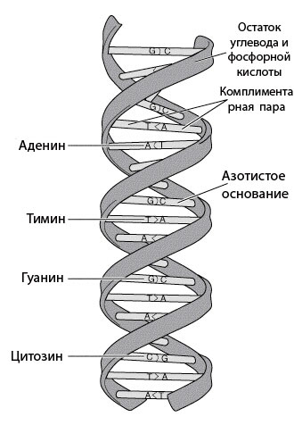 Аргументы за и против введения новой технологии - student2.ru