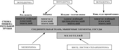 Артерии мышечно-эластического типа - student2.ru