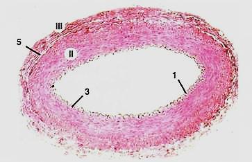 Артерии эластического типа - student2.ru