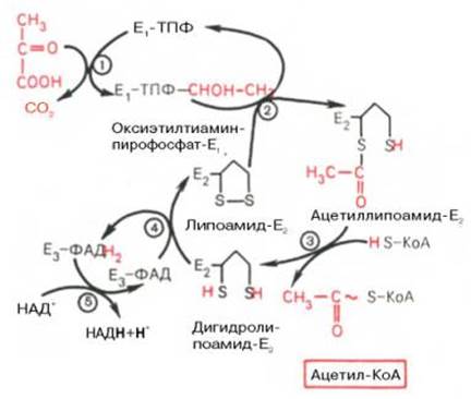 Аэробное окисление пирувата (окислительное декарбоксилирование пировиноградной кты) - student2.ru