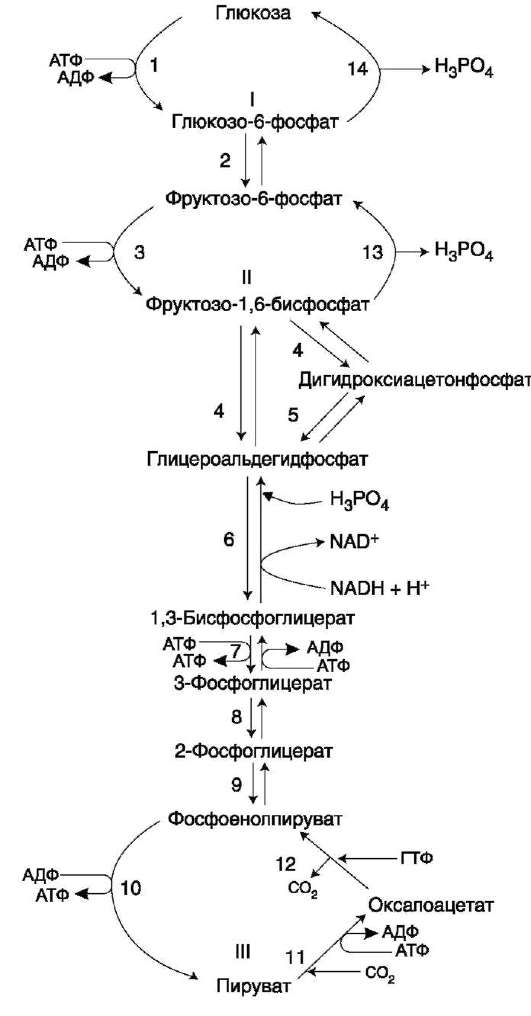 Аэробным гликолизомназывают процесс окисления глюкозы до пировиноградной кислоты, при О2. Все ферменты локализованы в цитозоле клетки.В аэробном гликолизе можно выделить 2 этапа - student2.ru