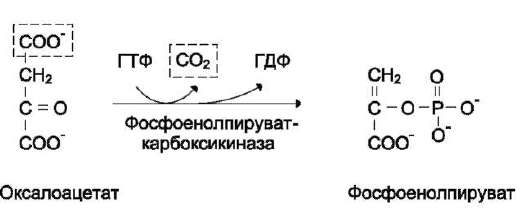 Аэробным гликолизомназывают процесс окисления глюкозы до пировиноградной кислоты, при О2. Все ферменты локализованы в цитозоле клетки.В аэробном гликолизе можно выделить 2 этапа - student2.ru
