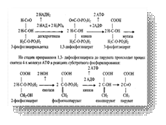 Аэробный дихотомический путь распада углеводов: химизм и биологическая роль. - student2.ru