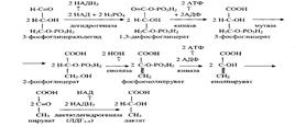 Аэробный дихотомический путь распада углеводов: химизм и биологическая роль. - student2.ru