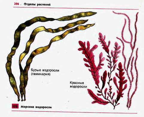 Б. Красные и бурые морские водоросли - student2.ru