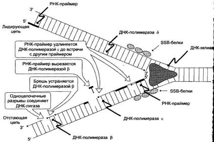 Б) Объясните, почему указанный препарат используют для лечения онкологических больных, и какова его специфичность - student2.ru