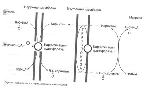 B - ОКИСЛЕНИЕ ЖИРНЫХ КИСЛОТ. РЕГУЛЯЦИЯ b-ОКИСЛЕНИЯ - student2.ru