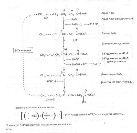 B - ОКИСЛЕНИЕ ЖИРНЫХ КИСЛОТ. РЕГУЛЯЦИЯ b-ОКИСЛЕНИЯ - student2.ru