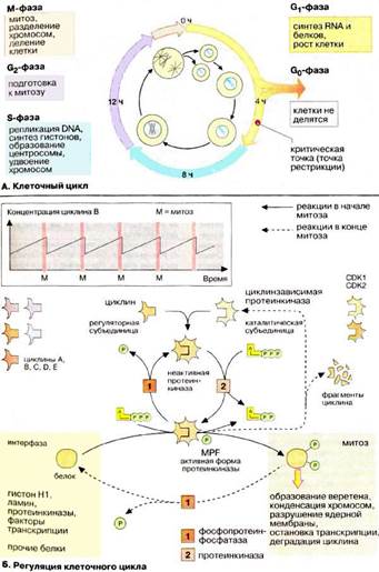 Б. Регуляция клеточного цикла - student2.ru