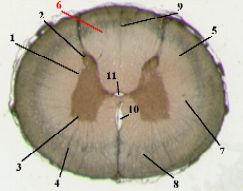 Е. Серое вещество: передние рога - student2.ru