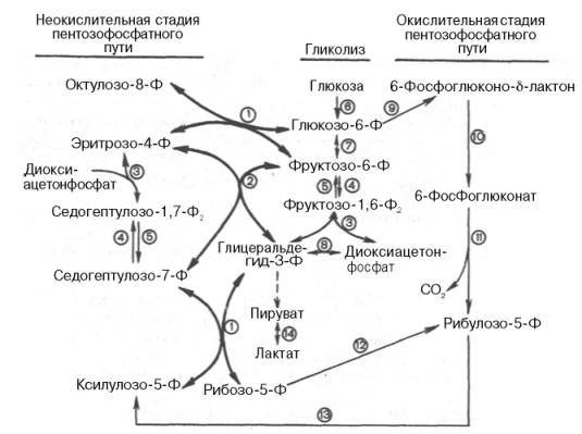 Б. Энергетический баланс деградации жирных кислот - student2.ru