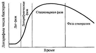 Бактерии делят на 2 домена: «Bacteria» и «Archaea» - student2.ru